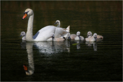 Schwanenfamilie