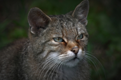 Wildkatze