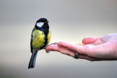 Wildvogel auf der Hand