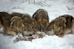 Wolfsrudel beim fressen
