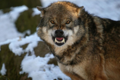 Böser Wolf