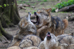 Wolfskampf